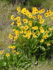 Balsamorhiza