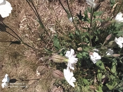 Silene latifolia