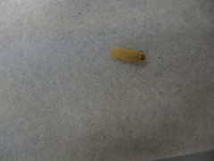 Manulea fuscodorsalis