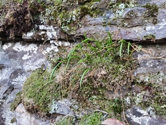 Dendrobium striolatum