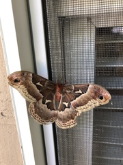 Callosamia promethea