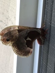 Callosamia promethea