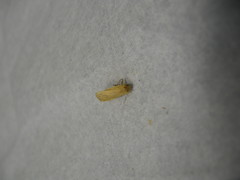 Manulea fuscodorsalis