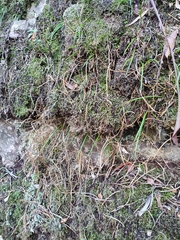 Dendrobium striolatum