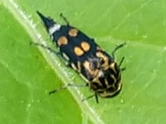 Hoshihananomia octopunctata