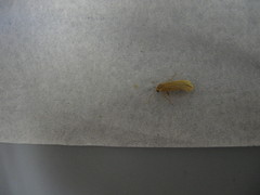 Manulea fuscodorsalis