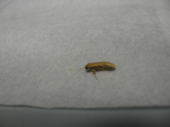 Manulea fuscodorsalis