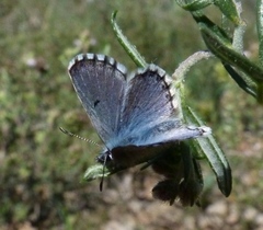Pseudophilotes panoptes