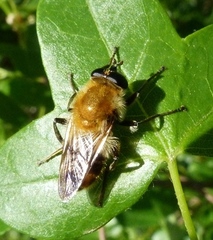 Criorhina floccosa