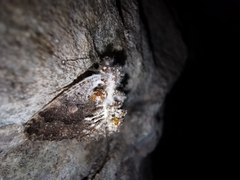 Akanthomyces tuberculatus