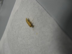 Manulea fuscodorsalis