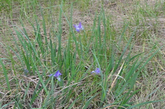 Iris lactea biglumis