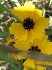 Coreopsis basalis