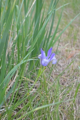Iris lactea biglumis