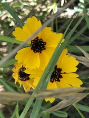 Coreopsis basalis