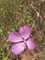 Clarkia dudleyana