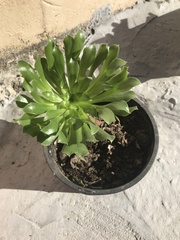 Aeonium undulatum