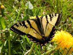 Papilio canadensis