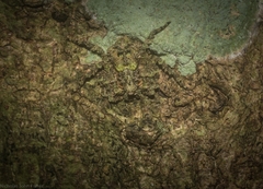 Stephanopis carcinoides