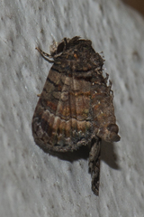 Chlumetia transversa