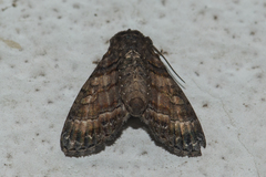 Chlumetia transversa