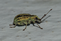 Cyphicerini