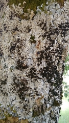 Ricasolia amplissima