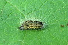 Thaumetopoea processionea