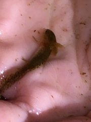 Ambystoma maculatum