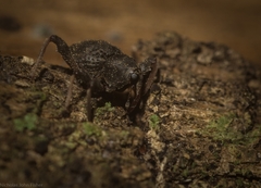 Onidistus araneus