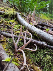 Alloclavaria purpurea