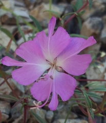 Clarkia breweri