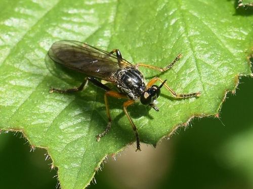 common red-legged robberfly, Groesbeek, Nederland, photo 9 of 10