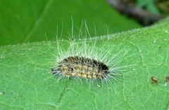 Thaumetopoea processionea