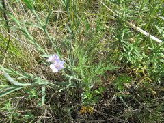 Erodium stephanianum