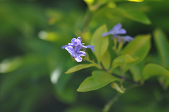 Duranta erecta