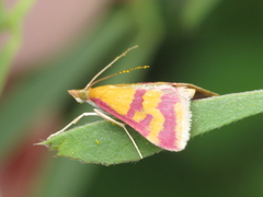 Pyrausta sanguinalis