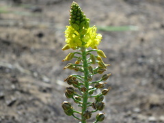Bulbine abyssinica