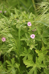Geranium divaricatum