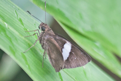 Notocrypta clavata theba