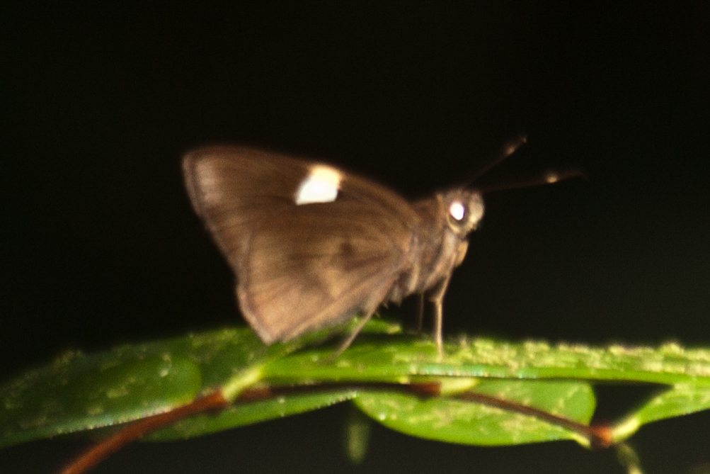 Clavated Banded Demon