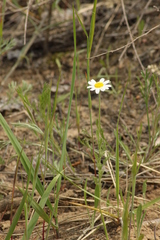 Anthemis ruthenica