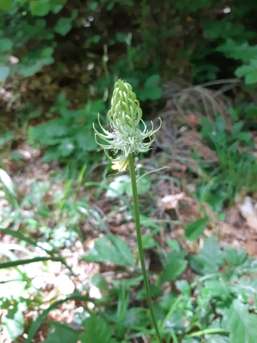 zerva klasnatá (Phyteuma spicatum)