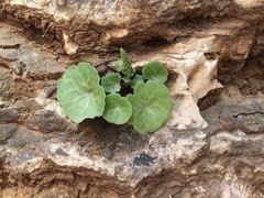 Umbilicus intermedius