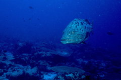 Epinephelus tukula