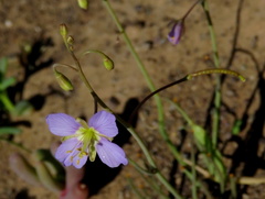 Heliophila trifurca