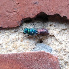 Chrysis ignita