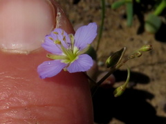 Heliophila trifurca