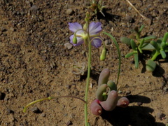 Heliophila trifurca