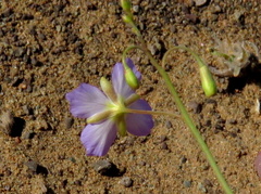 Heliophila trifurca